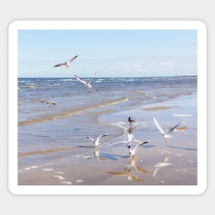 Flock of seagulls flying above the water Sticker